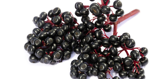 Elderberry: Benefits and Dangers