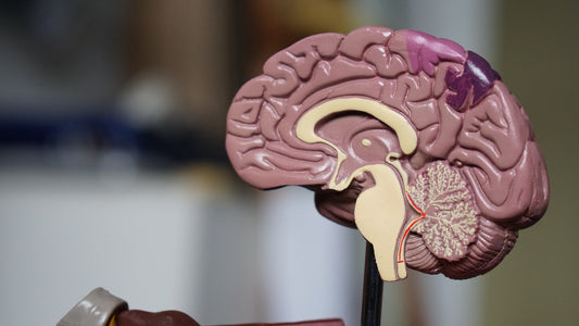 The 9 Healthiest Foods for a Brain