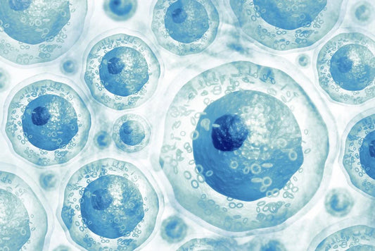 science behind our new stem cell product