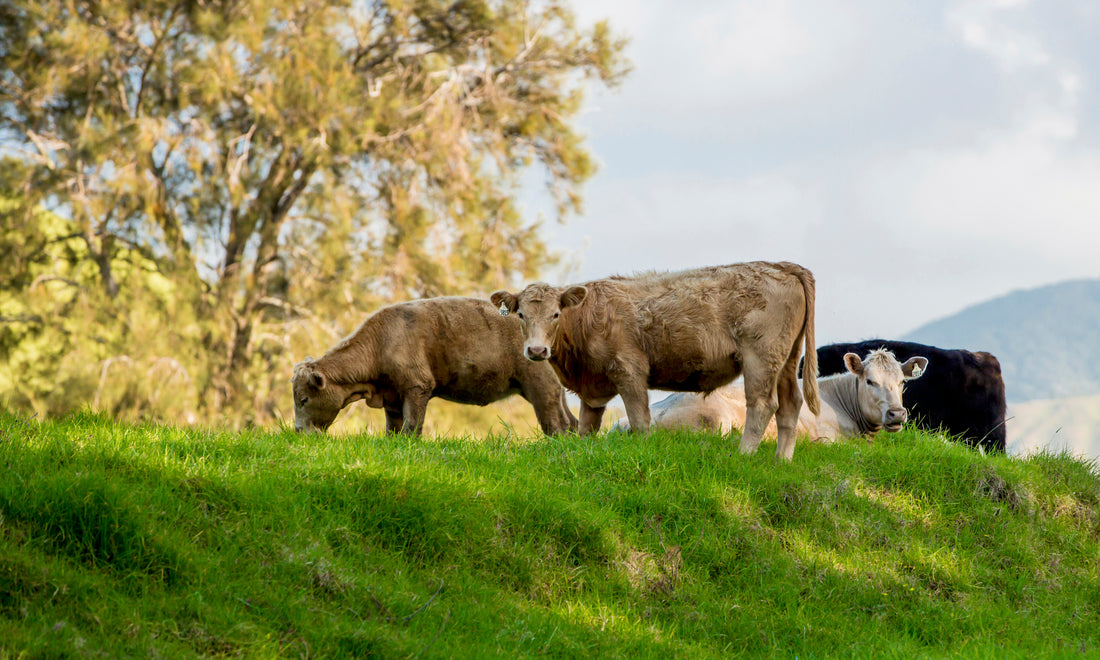 Grass-fed Collagen