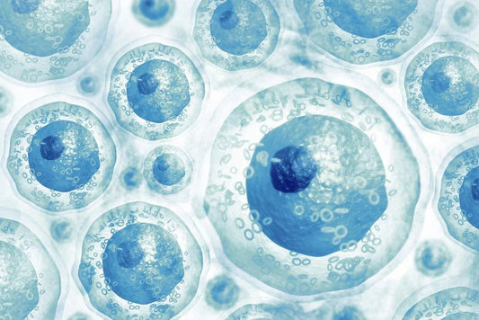 The science behind our new stem cell product - Nutra Nourished