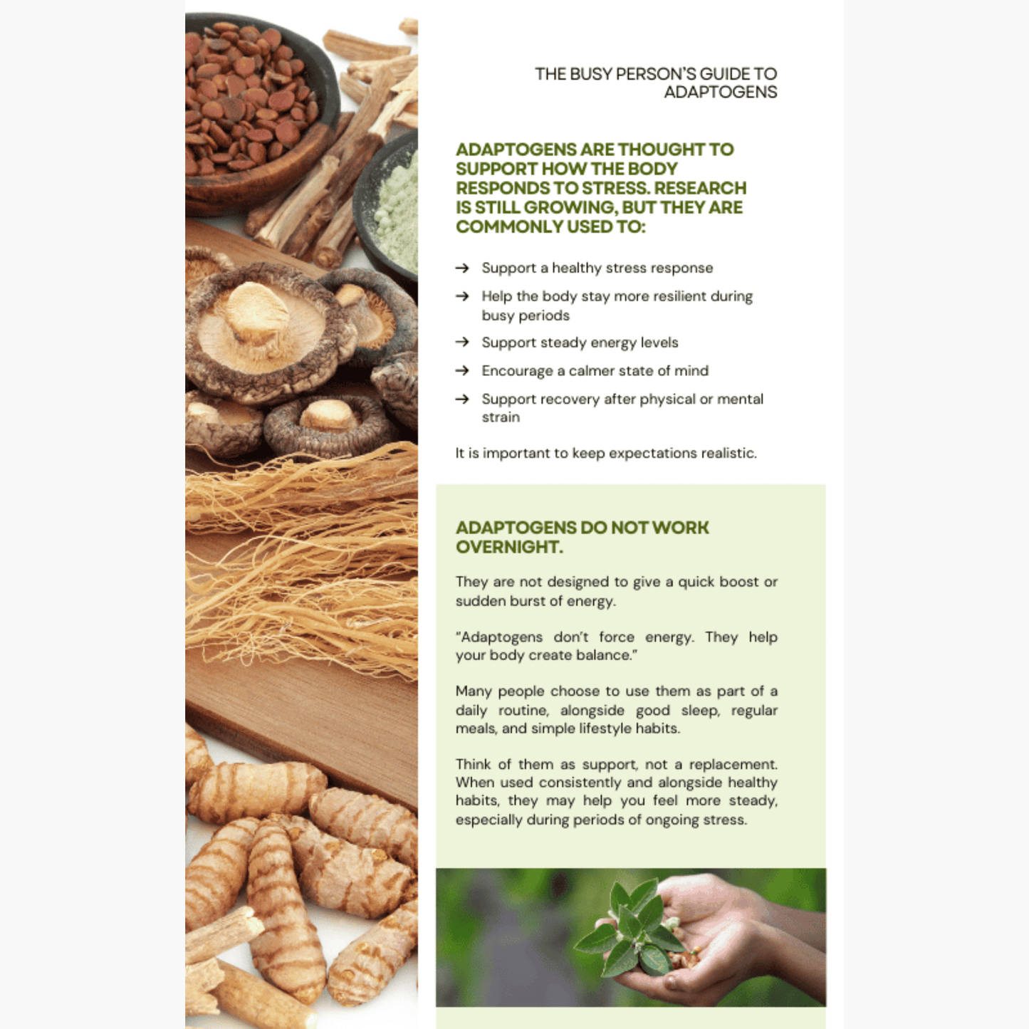 The Busy Person's Guide to Adaptogens - PDF Book