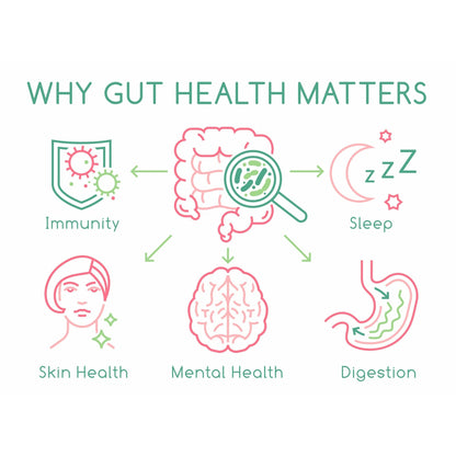 Good Gut Health and Faster Recovery with Fossil Shell Flour, Curcumin, and Electrolyte Powder Dietary Supplement Nutra Nourished good - gut - health - and - faster - recovery
